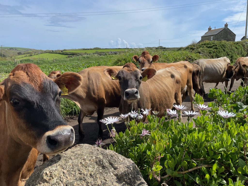cows walking past Cornish hedge on lane outside garden of Trengothal Barn and looking over inquisitively