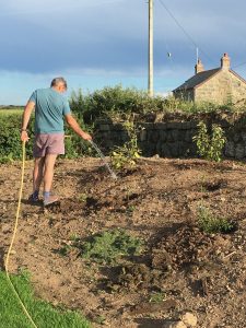 Man watering flower bed